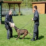 Das Bild zeigt zwei Polizeibeamte bei der Ausbildung eines Diensthundes.